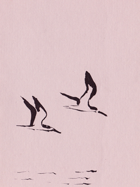 cardshore birds