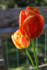 tulips2